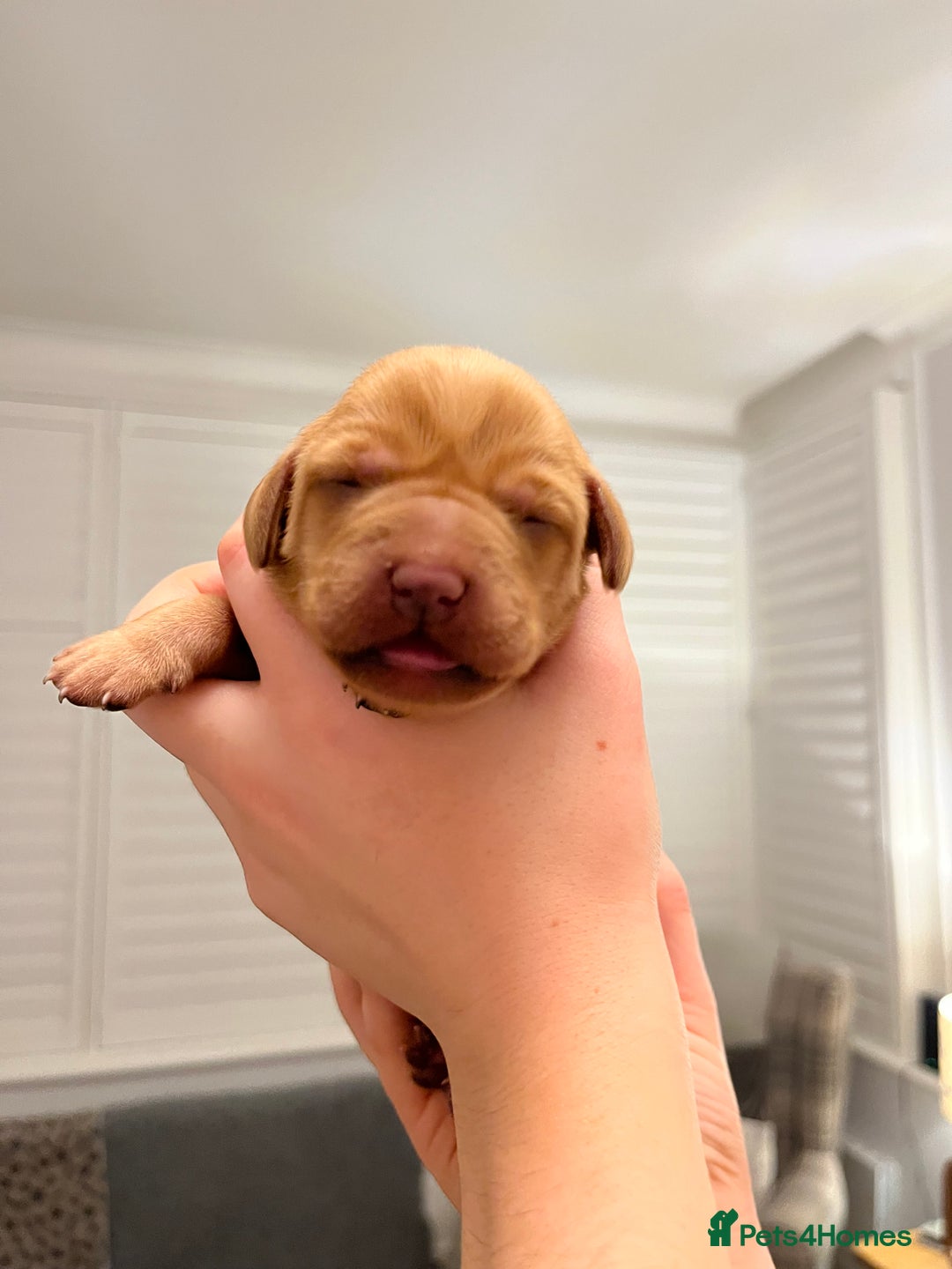 Labrador Retriever dogs for sale: KC REGISTERED, HEALTH TESTED FOX RED LABRADORS - Advert 5