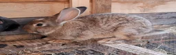 Continental Giant rabbits for sale: Continental giant babies  - Advert 2