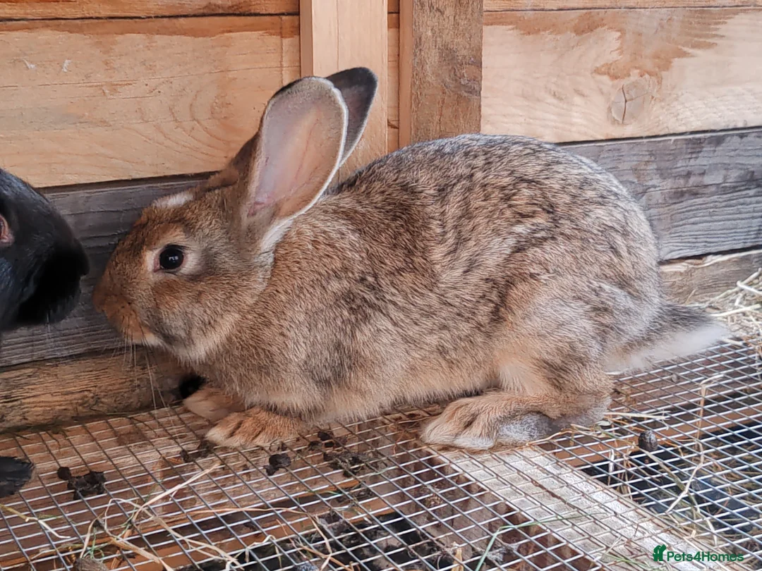 Continental Giant rabbits for sale: Continental giant babies  - Advert 2