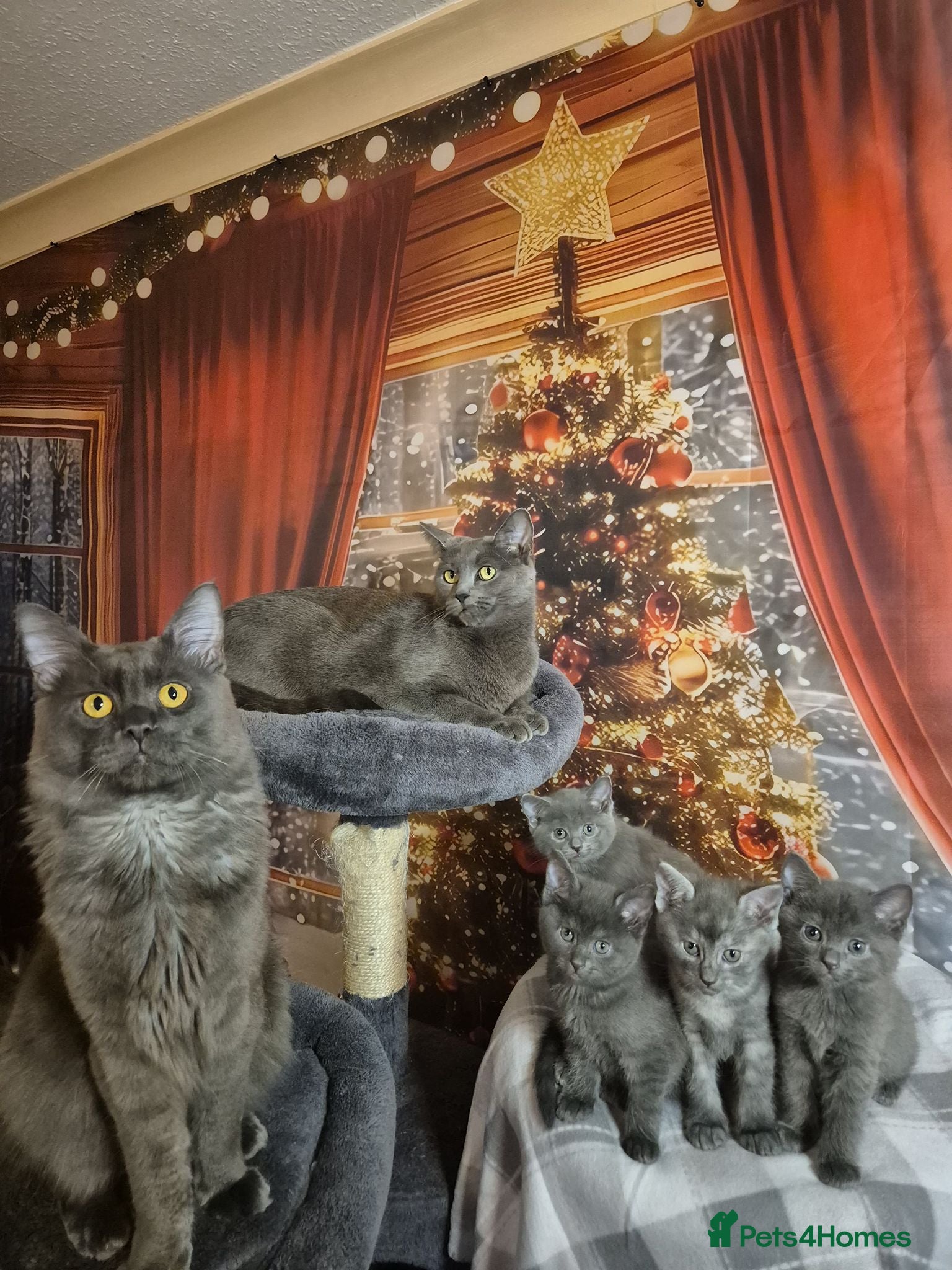 Russian Blue cats Russian blue x maincoone mix - Advert 1