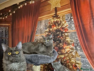 Russian Blue cats Russian blue x maincoone mix - Advert 1