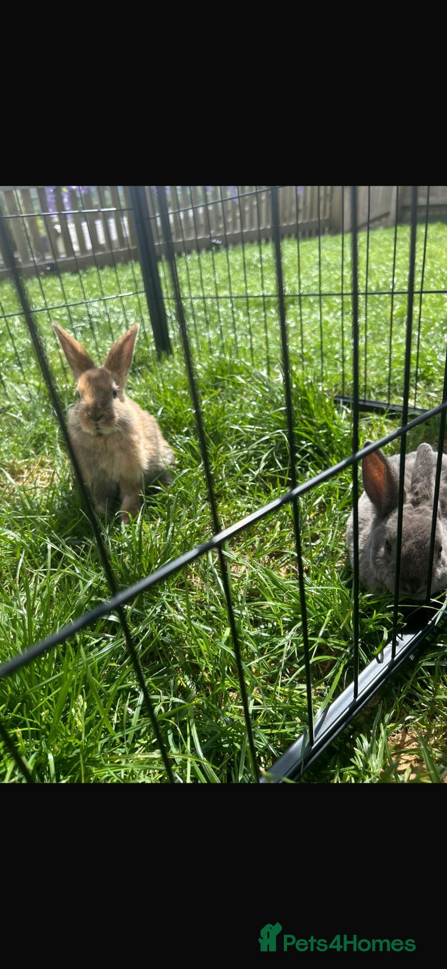 Mixed Breed rabbits Two male rabbits for sale  - Advert 1
