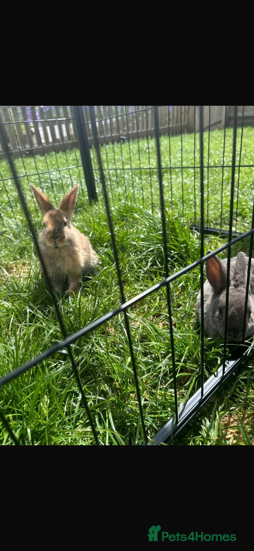 Mixed Breed rabbits for sale: Two male rabbits for sale  in Swansea - Advert 1