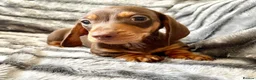 Miniature Dachshund dogs for sale: ⭐️READY NOW⭐️Quality Miniature Dachshund Puppies - Advert 7