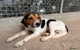 Beagle dogs for adoption: Cooper is in Hampshire & waiting for his family  - Advert 1