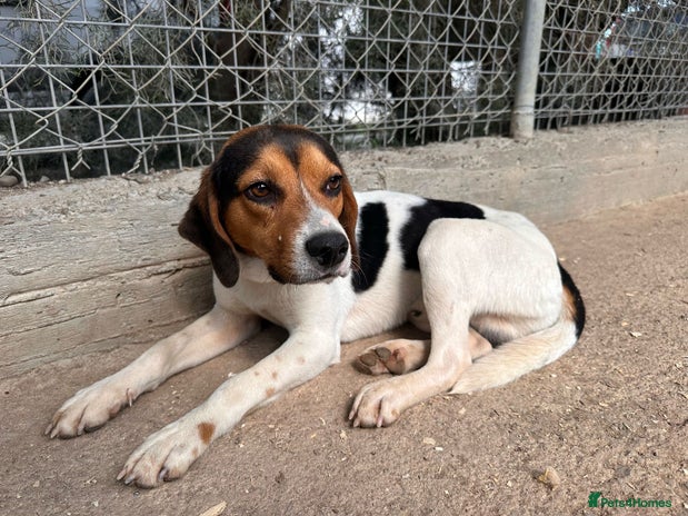 Beagle dogs Cooper is in Hampshire & waiting for his family - Advert 1