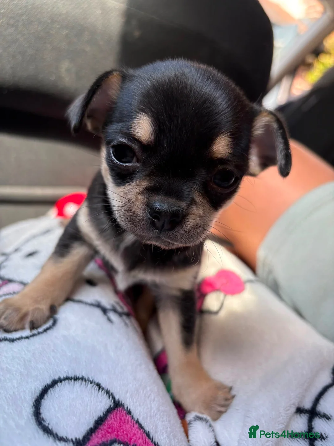 Chihuahua dogs for sale: Blue kennel registered pedigree blue chihuahua - Advert 2