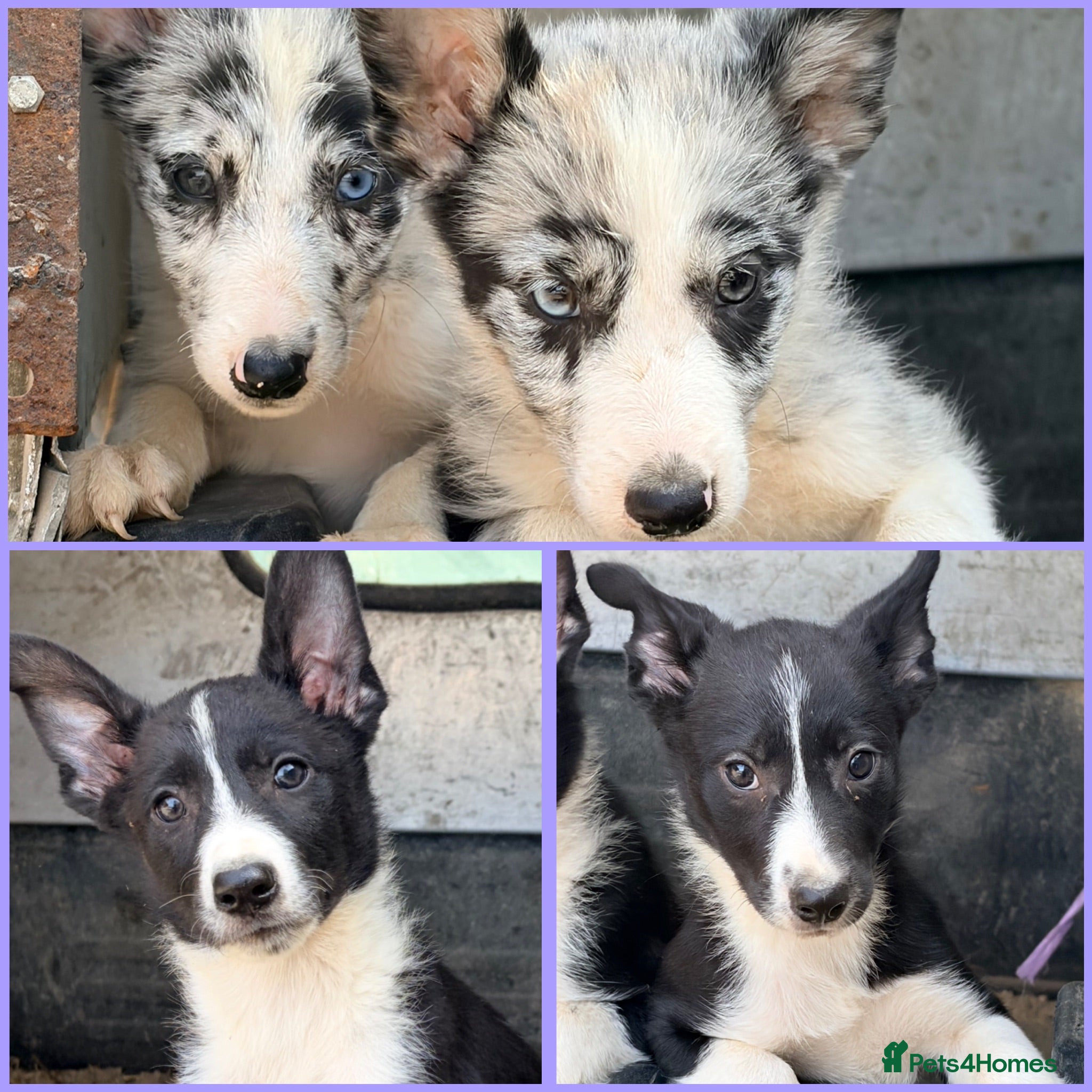 Border Collie dogs Only 4 beautiful border collie pups  - Advert 1