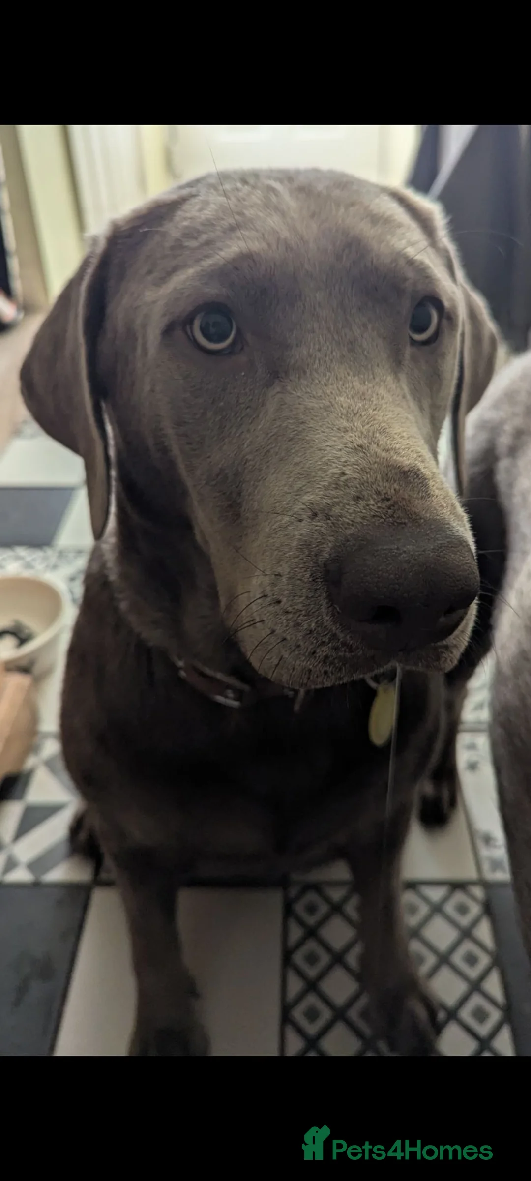 Labrador Retriever dogs for sale: Silver Labrador  - Advert 1