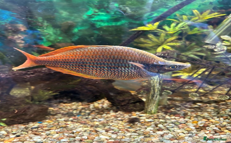Rainbow Fish fish - Advert 5