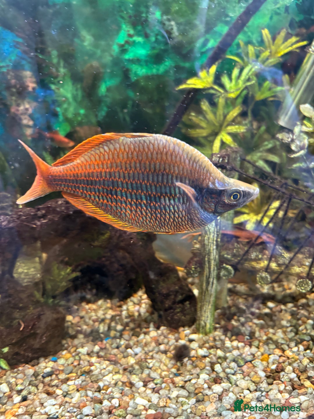 Rainbow Fish fish for sale: Australian Rainbow fish - Image 1