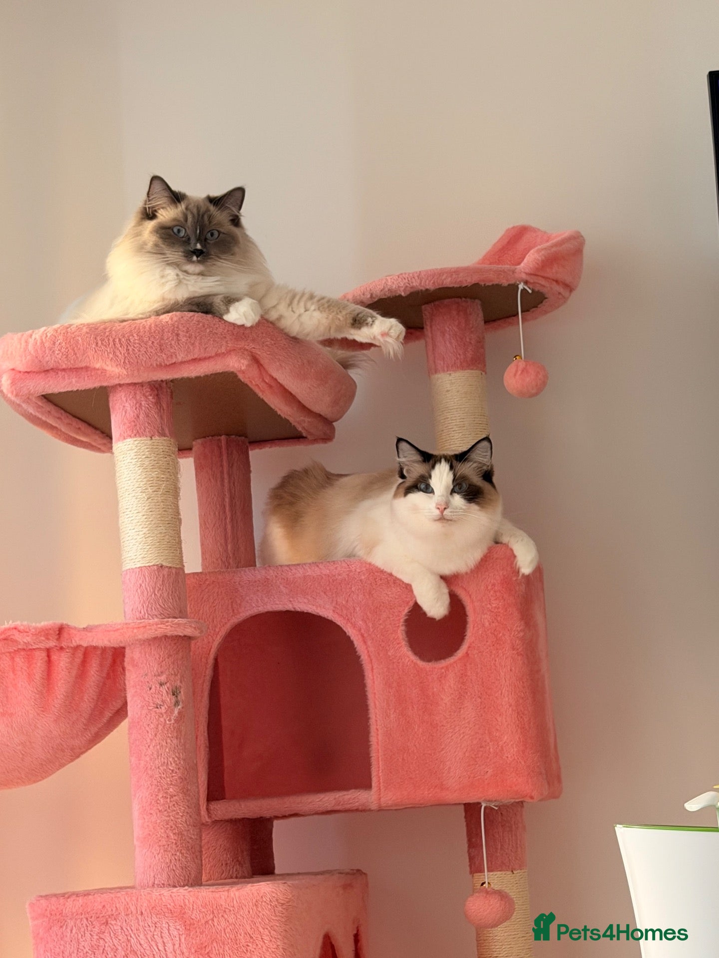 Ragdoll cats Mother and daughter only together  - Advert 1