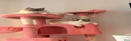 Ragdoll cats for sale: Mother and daughter only together  - Advert 1