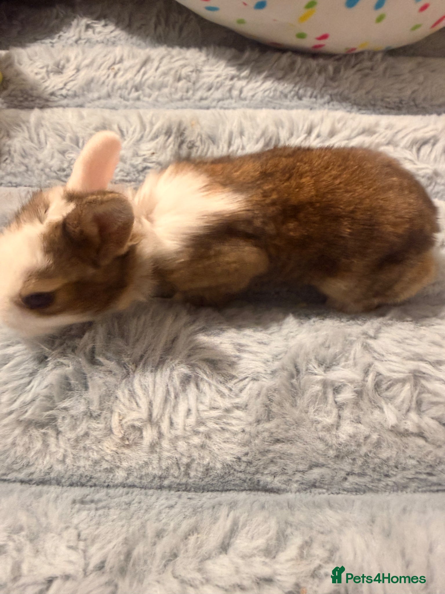 Mixed Breed rabbits for sale: Bunnies for sale - Advert 24