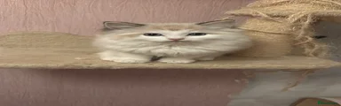 Ragdoll 3
