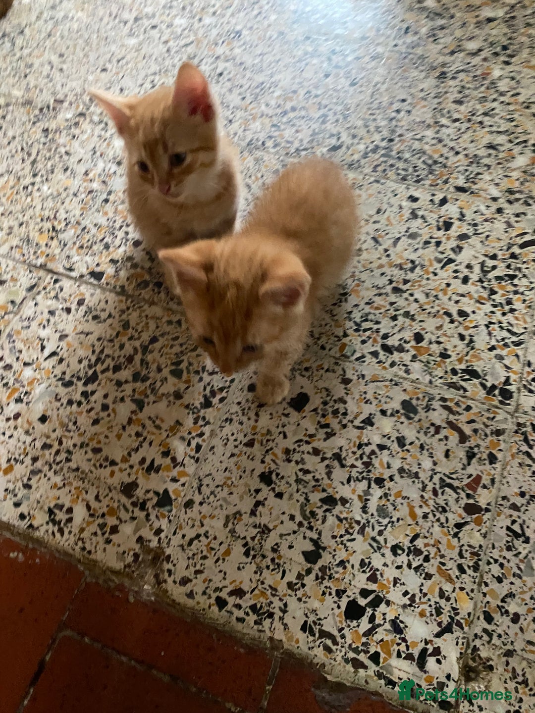 British Shorthair cats for sale: My gorgeous boys are looking for new lap 🏡  - Image 6