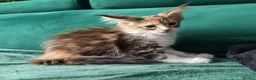 Maine Coon cats for sale: Maine Coon kittens  - Advert 15