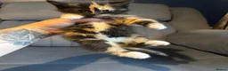 Mixed Breed cats for sale: 3 kittens for sale  - Advert 15