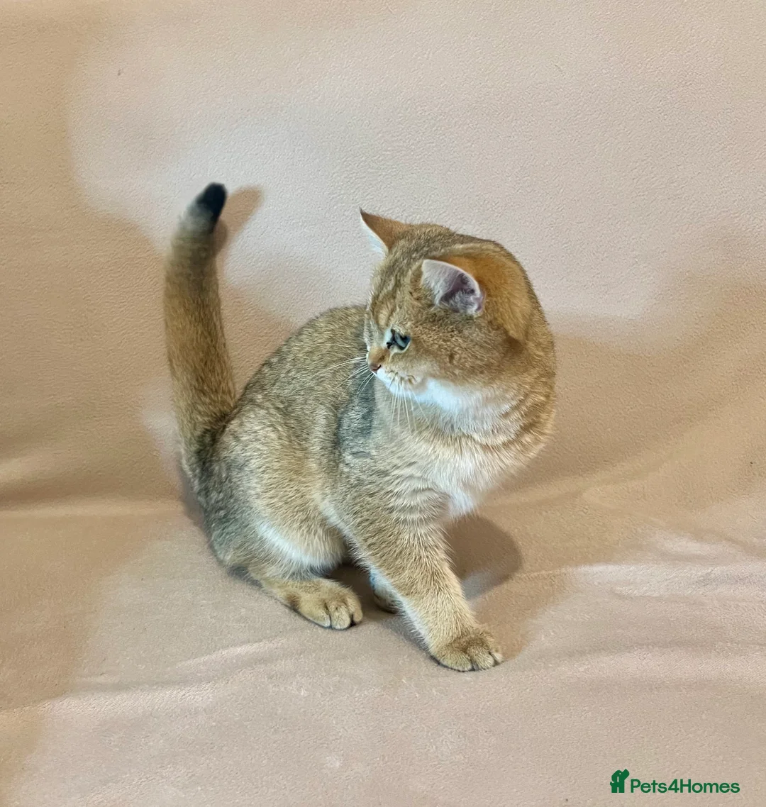 British Shorthair cats for sale: 🐾 Purebred BSH Golden kitten 🐾  - Advert 17