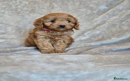 Cavapoo dogs for sale: Gorgeous Fox Red Cavapoo health tested parents  - Image 18