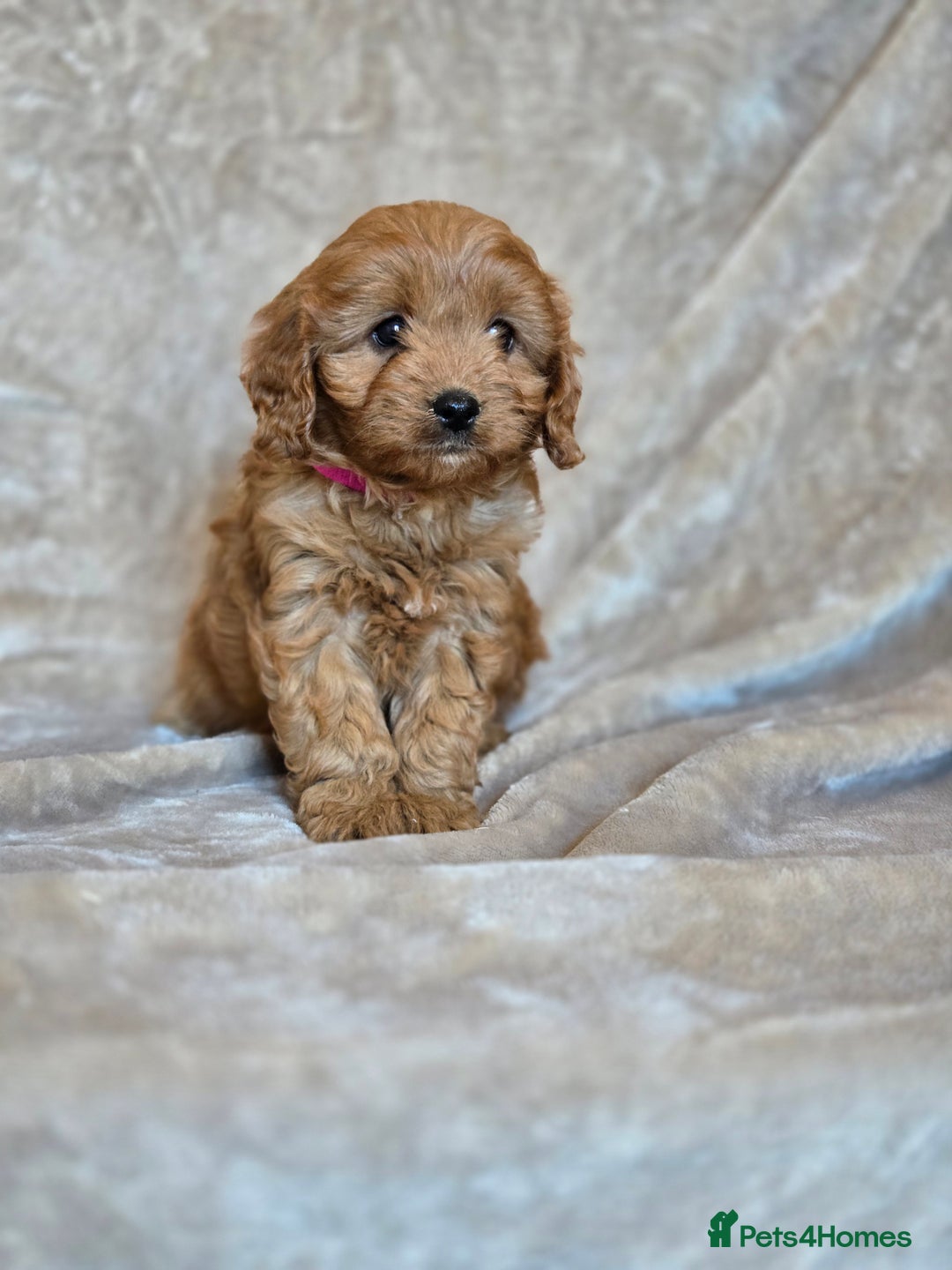 Cavapoo dogs for sale: Gorgeous Fox Red Cavapoo health tested parents  - Image 18