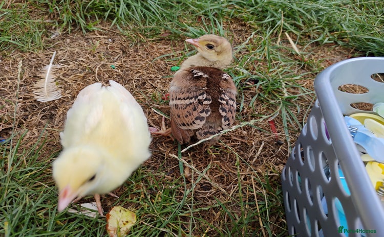 Peafowl poultry - Advert 4
