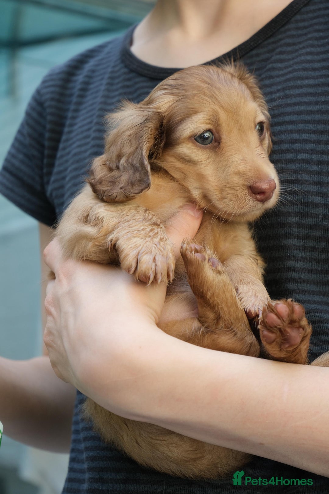 Miniature Dachshund dogs for sale: Miniature dachshunds - READY TO GO - Image 17