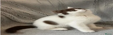 British Shorthair 1