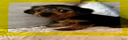 Yorkshire Terrier dogs for sale: Yorkshire terrier puppies  - Advert 12