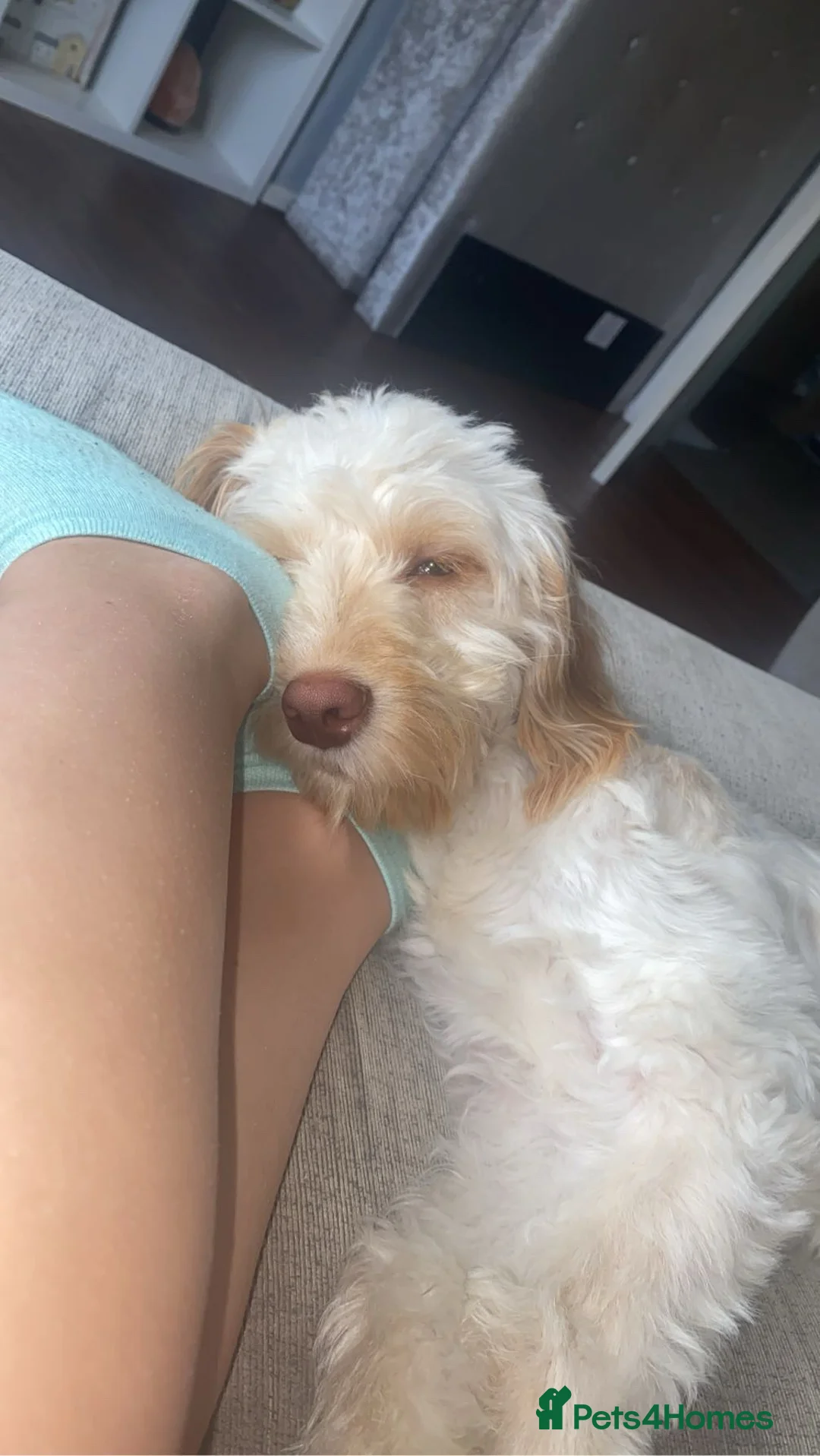 Cockapoo dogs for stud: Dog for stud! Otis the cockapoo - Advert 2