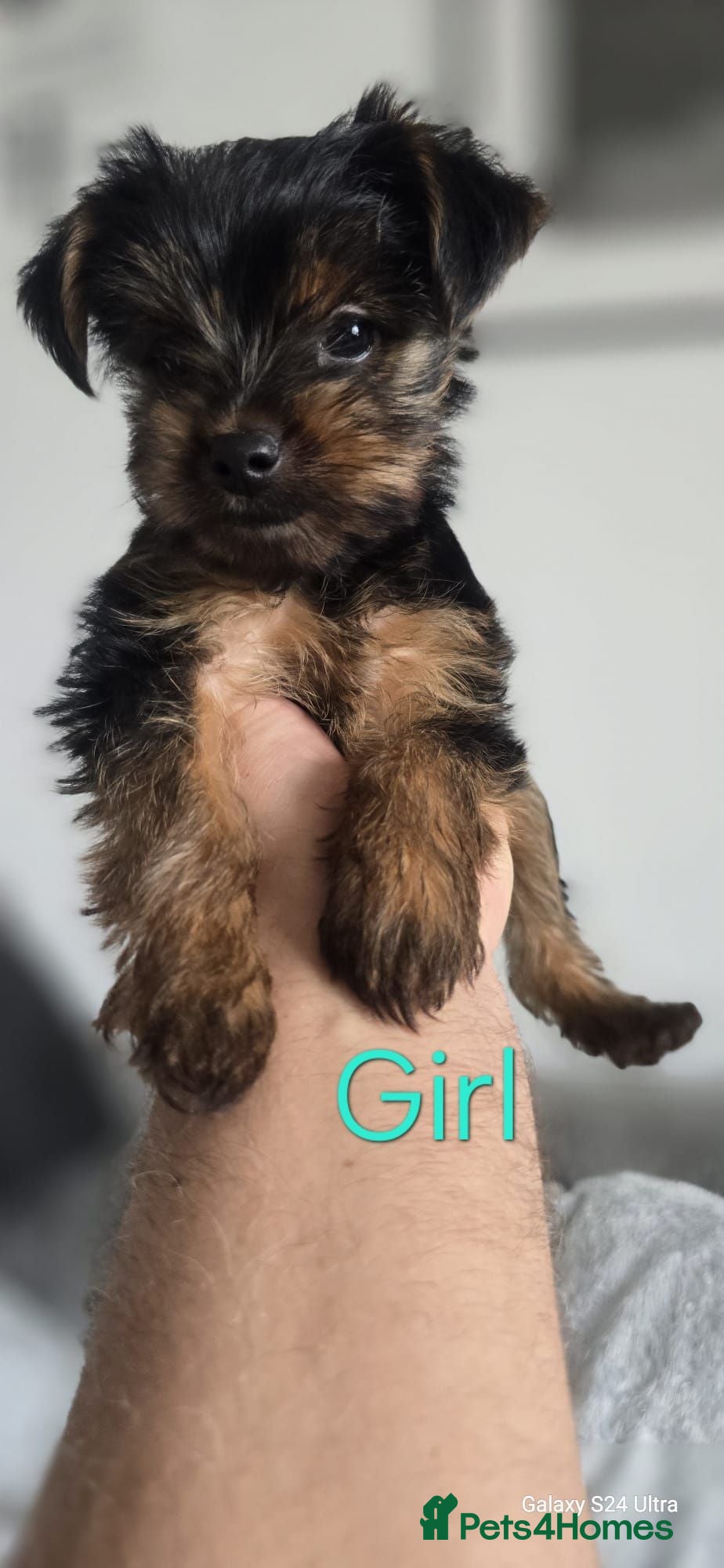 Yorkshire Terrier dogs Beautiful Yorkshire terrier puppies  - Advert 1
