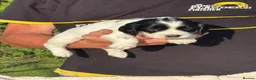 English Springer Spaniel dogs for sale: English Springer Spaniel puppies for sale. - Advert 8
