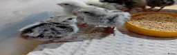 Quail poultry for sale: Snowflake Bobwhite Quail Chicks - Advert 11