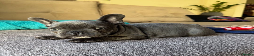 French Bulldog Puppy 2