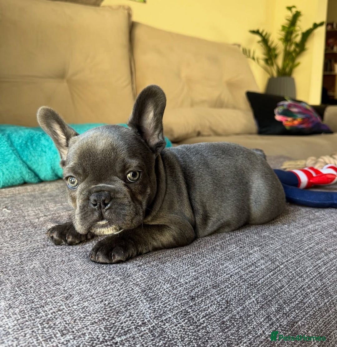 French Bulldog dogs for sale: Healthy Blue French Bulldog Babies - Image 18