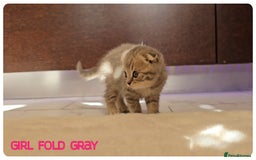 Scottish Fold cats for sale: Scottish Fold Kittens (Delivery available) - Image 3
