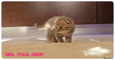 Scottish Fold cats - Advert 15