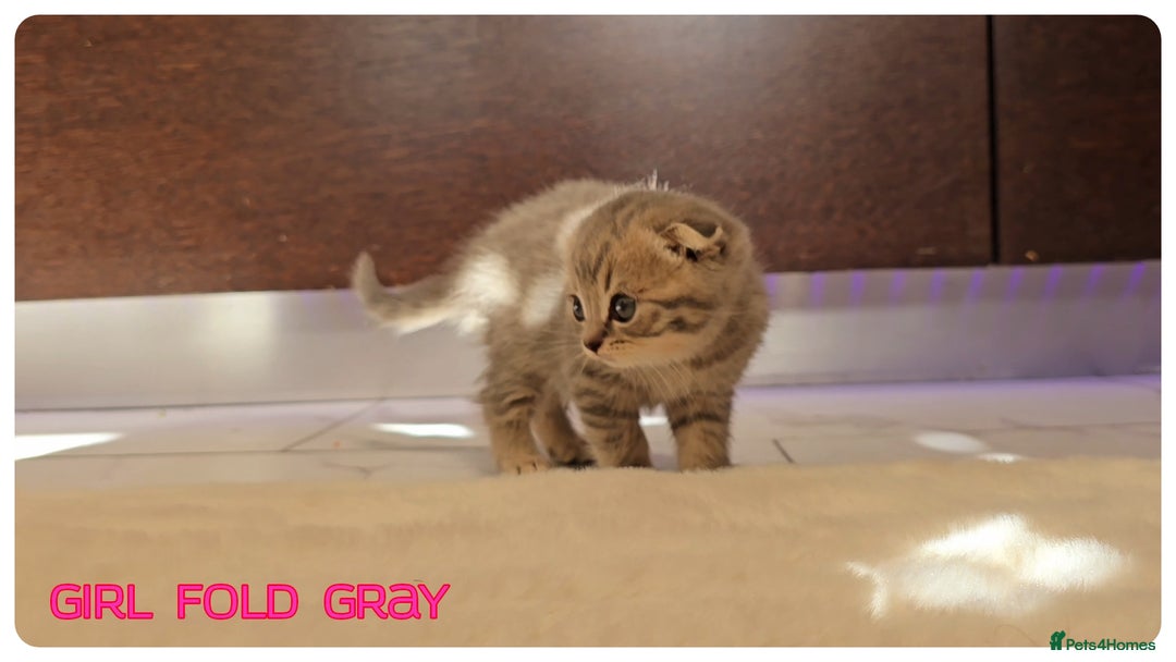 Scottish Fold cats for sale: Scottish Fold Kittens (Delivery available) - Image 3