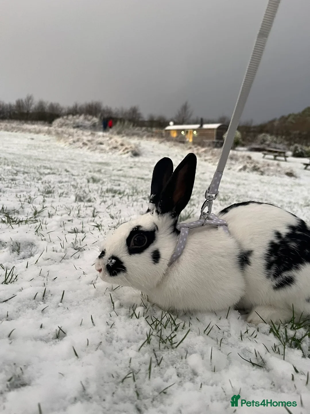 Dutch rabbits for sale: Dutch x old English male rabbit  in Doncaster - Advert 1