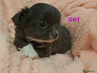 Chihuahua dogs Long Coat Chihuahua puppies for sale - Advert 17