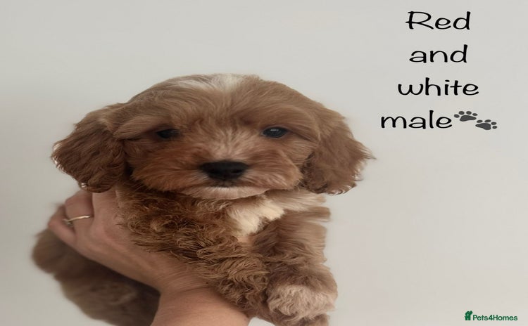 Cavapoo dogs - Advert 1