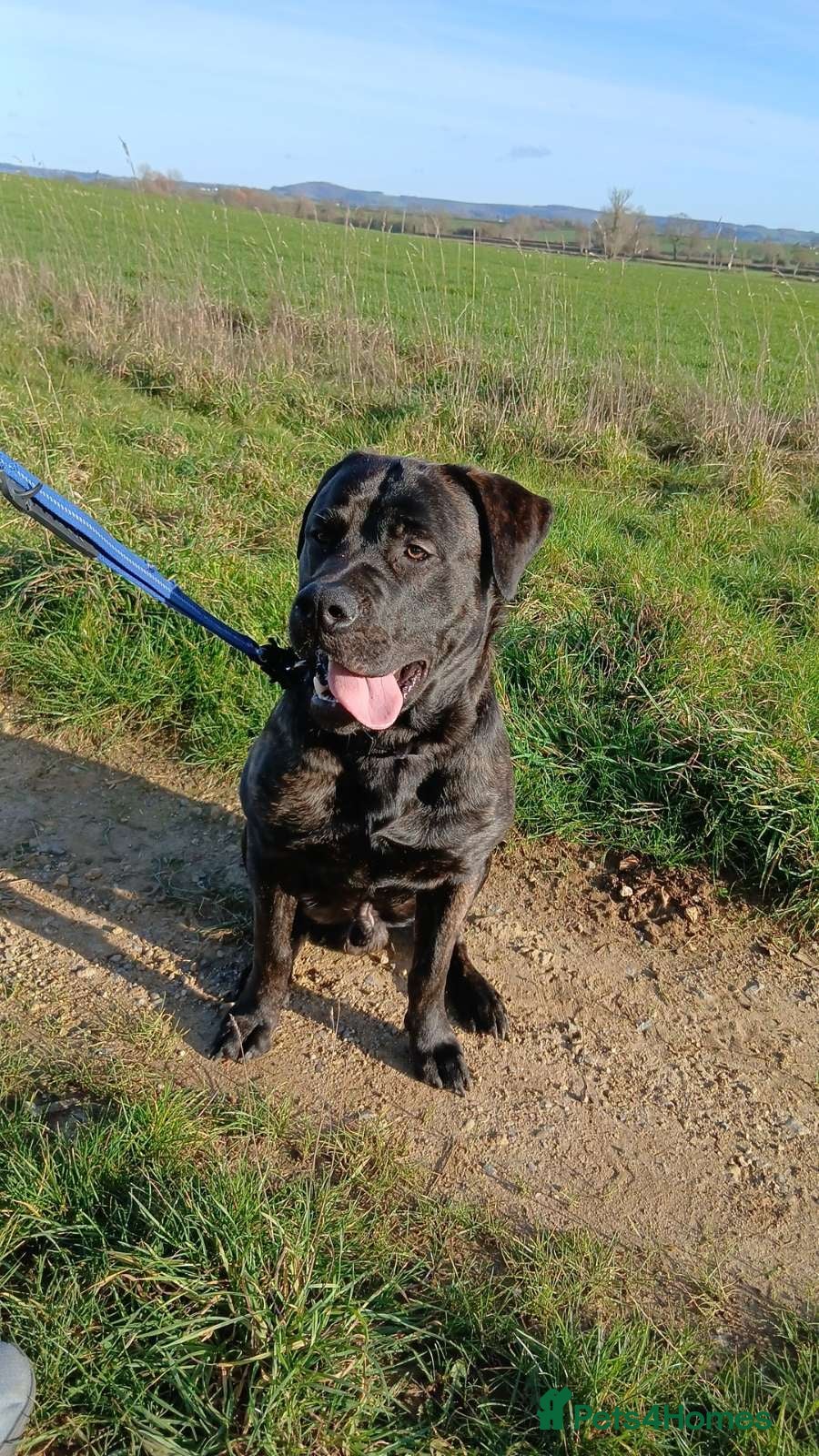 Mixed Breed dogs Tank  - Advert 1