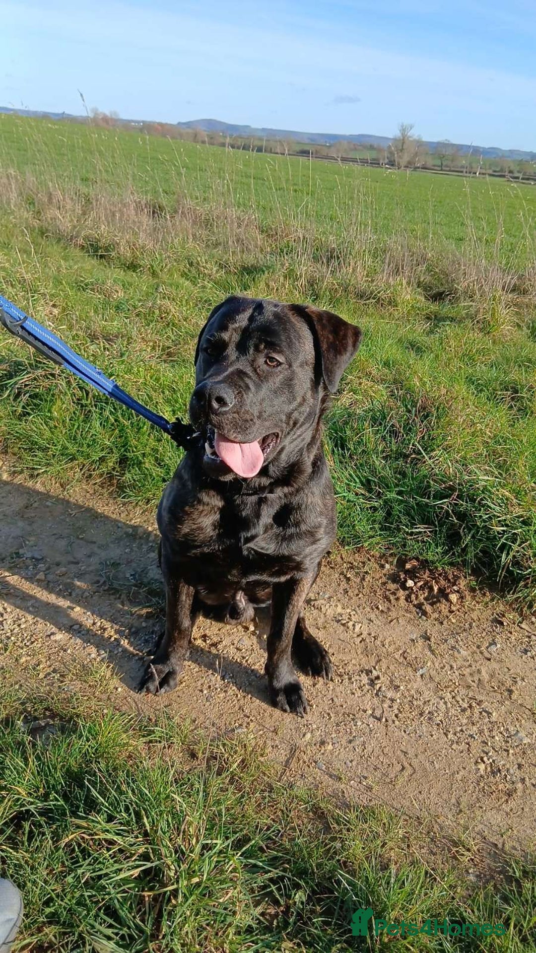 Mixed Breed dogs for sale: Tank  - Advert 1