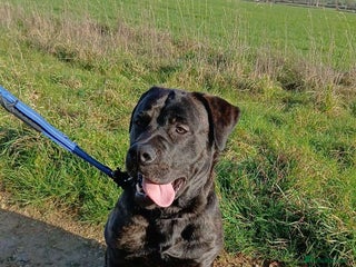 Mixed Breed dogs Tank - Advert 1