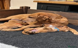 Labrador Retriever dogs for sale: Excellent Labrador puppies for sale - Image 10