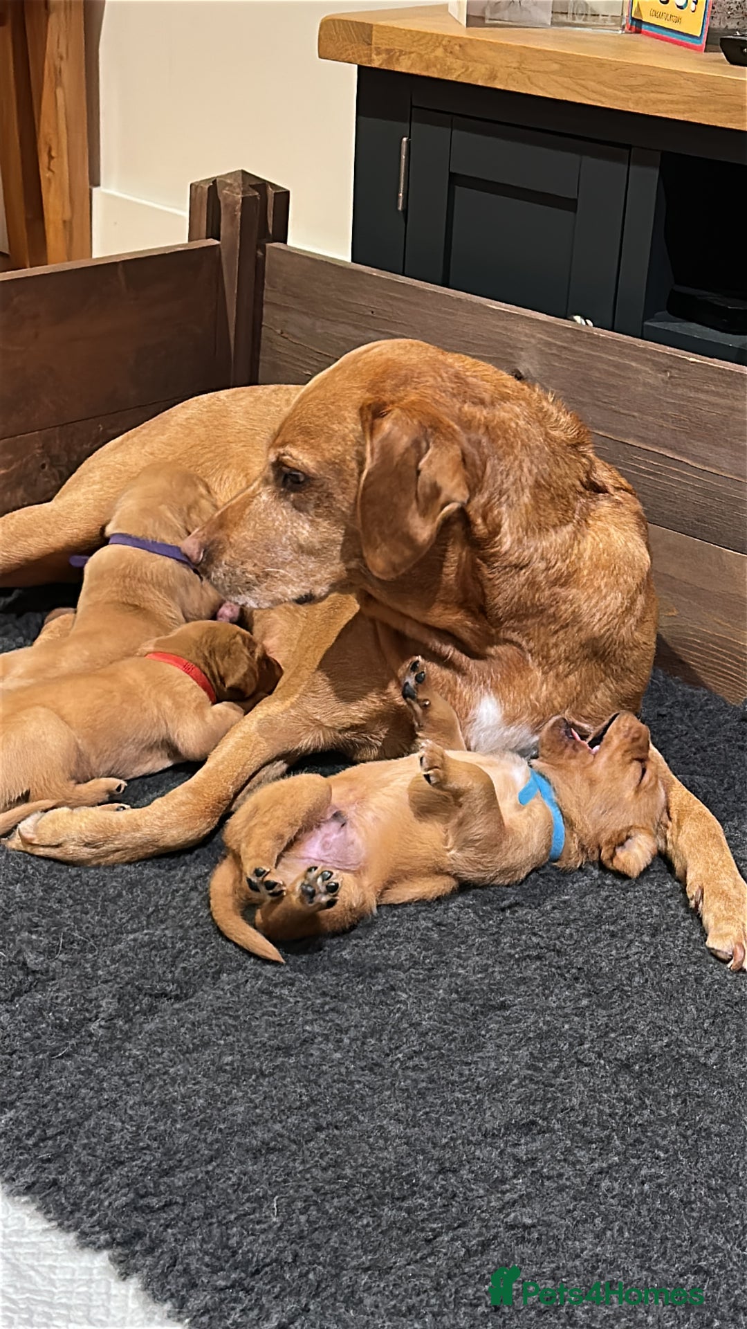 Labrador Retriever dogs for sale: Excellent Labrador puppies for sale - Image 10