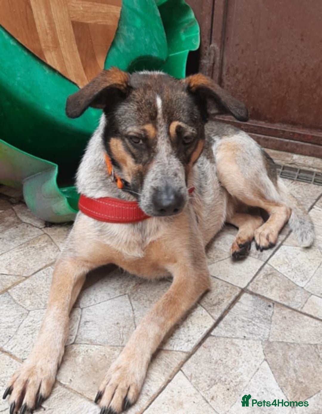 Mixed Breed dogs for adoption: Sweet Cindy 💖 Shy, Clever & Learning to Trust - Advert 13