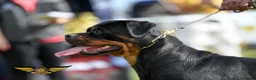 Rottweiler dogs for sale: BEAUTIFUL ROTTWEILER PUPPIES FULL KC SHOW QUALITY  in Liverpool - Advert 4