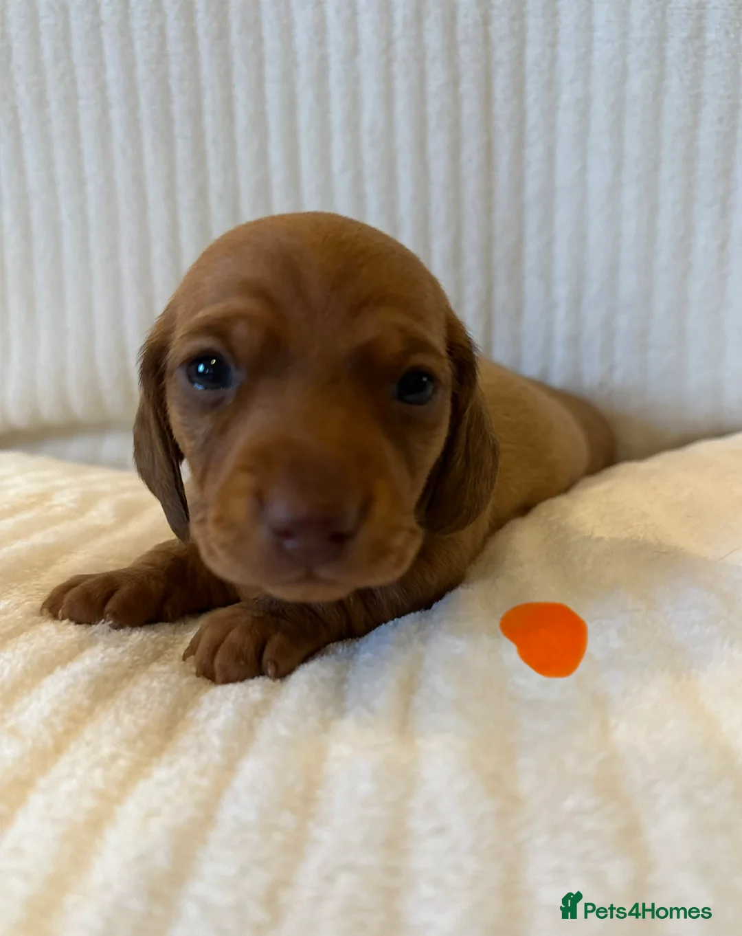 Miniature Dachshund dogs for sale: KC PRA clear miniature Dachshunds - Advert 8