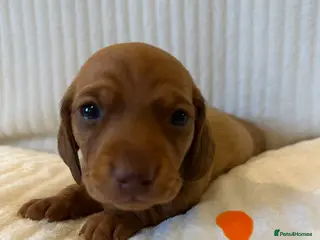 Miniature Dachshund dogs KC PRA clear miniature Dachshunds - Advert 3